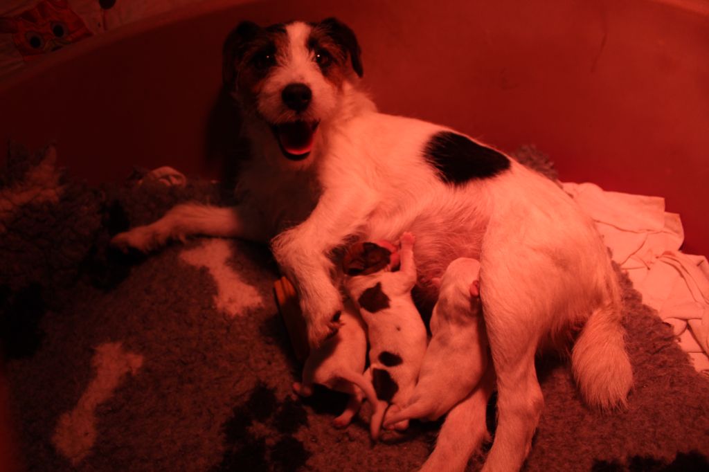 chiot Parson Russell Terrier Des Bluecky Mania