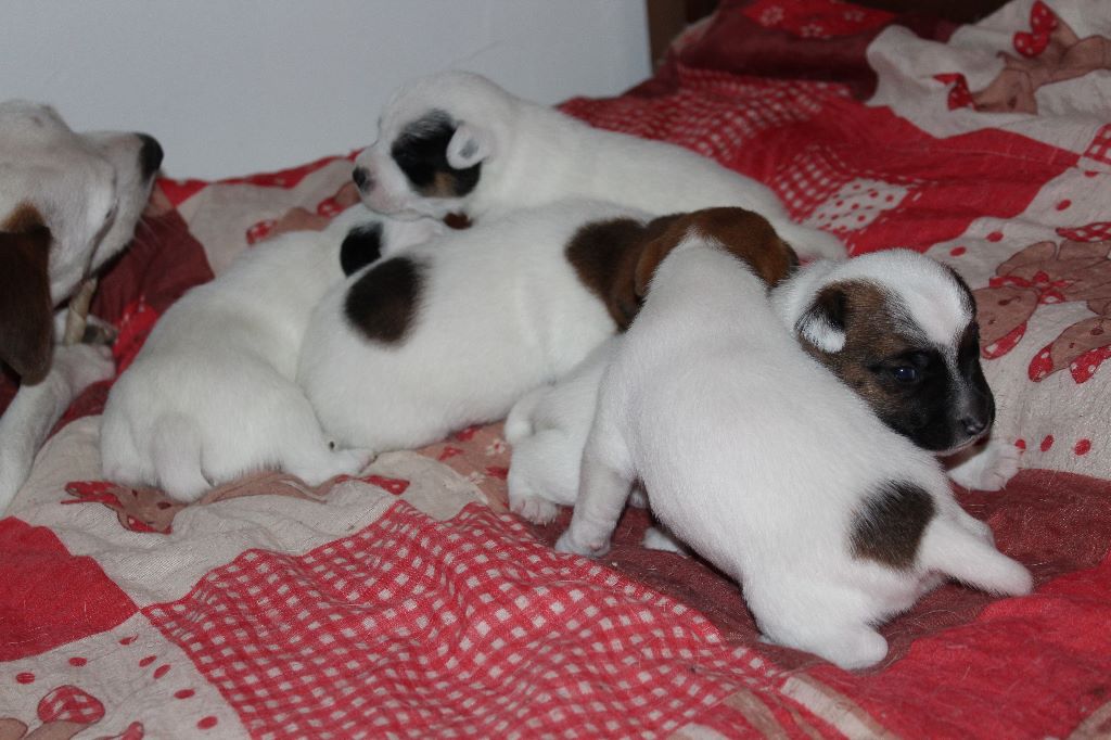 chiot Parson Russell Terrier Des Bluecky Mania