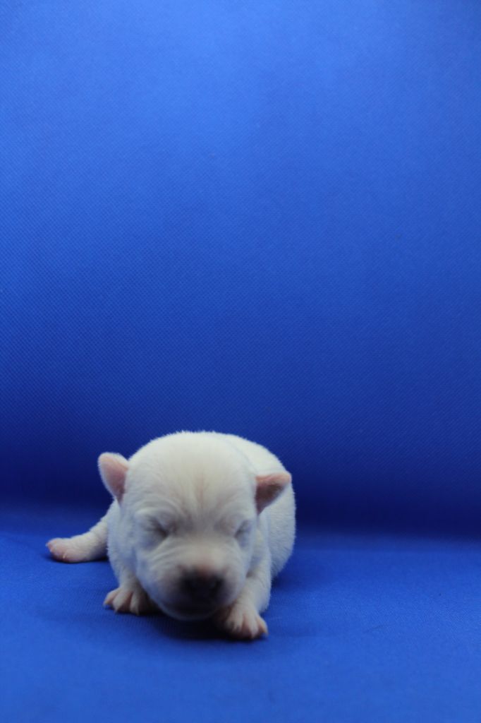 Des Bluecky Mania - Chiot disponible  - Parson Russell Terrier