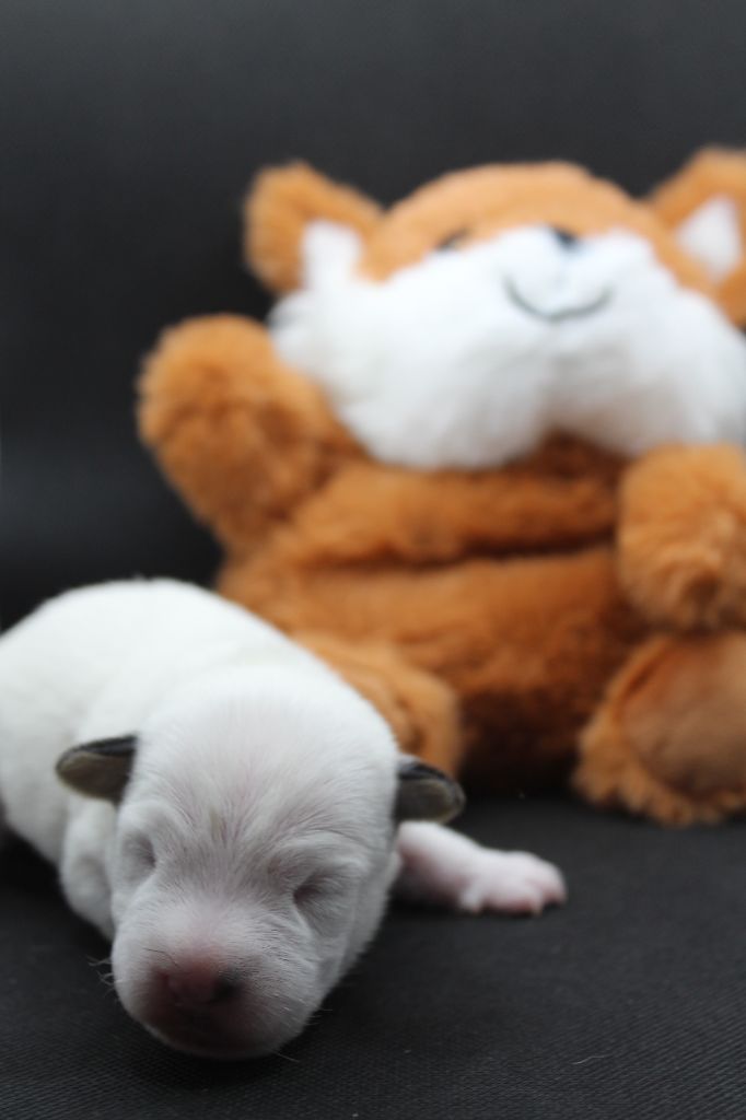 Des Bluecky Mania - Chiot disponible  - Parson Russell Terrier